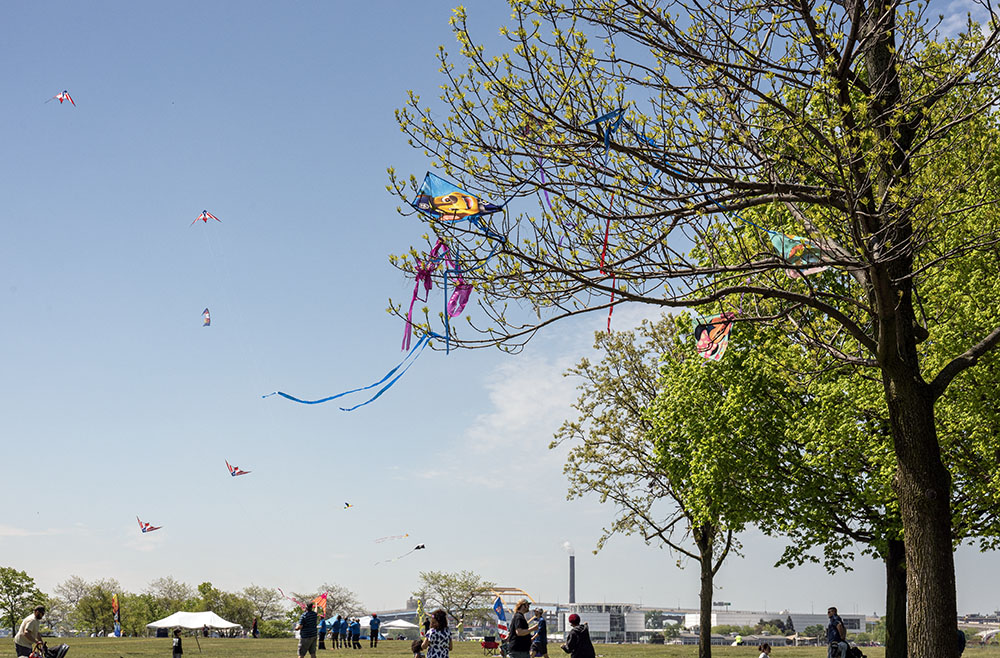 The inevitable kite-eating tree.