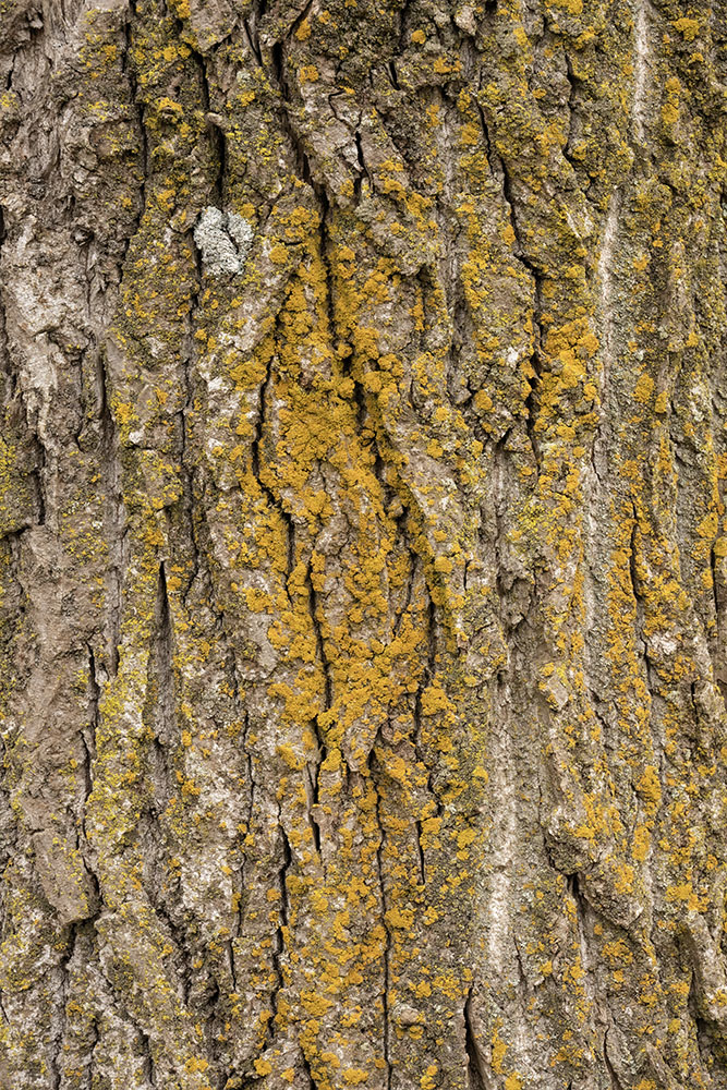 Two common and easily found types of lichen, Powdery Goldspeck and Common Greenshield, on the side of a Cottonwood tree. Lichen are sensitive to air pollution, so we find little species diversity in the city.