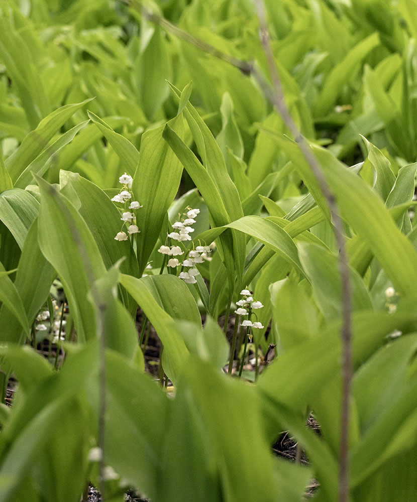 Invasive species such as this patch of Lily of the Valley are a never-ending threat to biodiversity. WCLC conducts regular weed-out sessions to manage invasives.