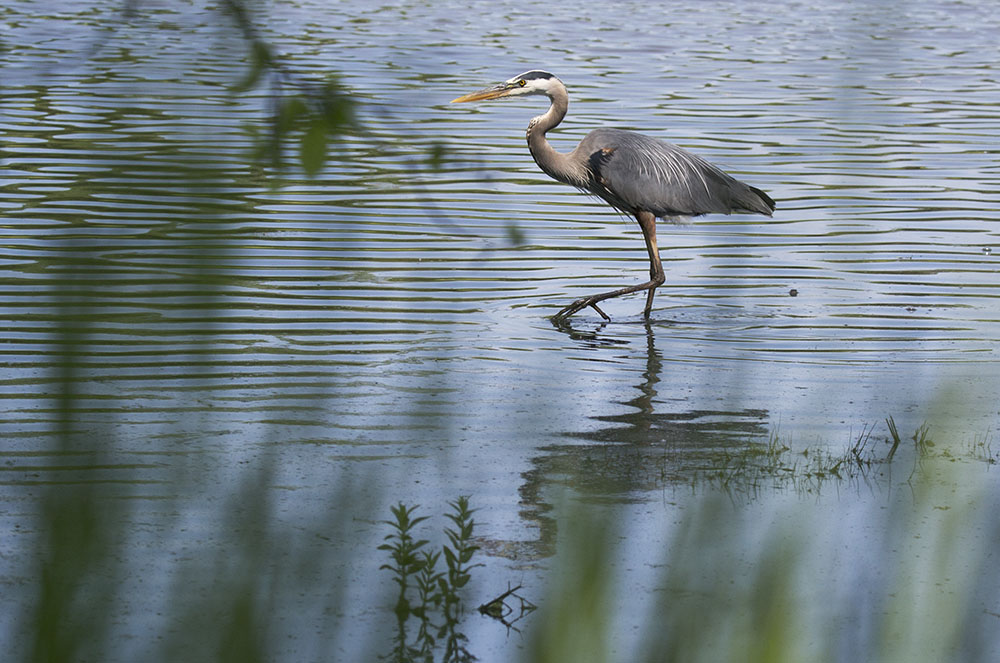 A great blue heron hunting in the Burleigh lagoon on the Menomonee River Parkway.