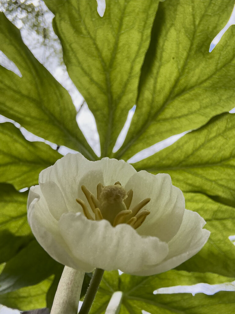 Another worm's-eye view, this one of a mayapple blossom, which hides underneath its umbrella-like leaves.
