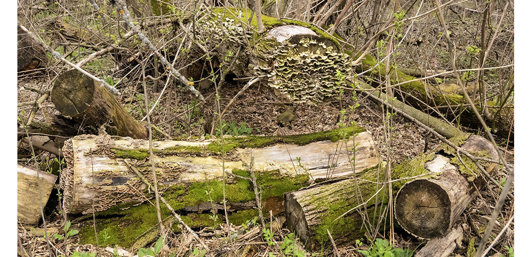 Moss, fungi and lichen growing on logs at Havenwoods State Forest