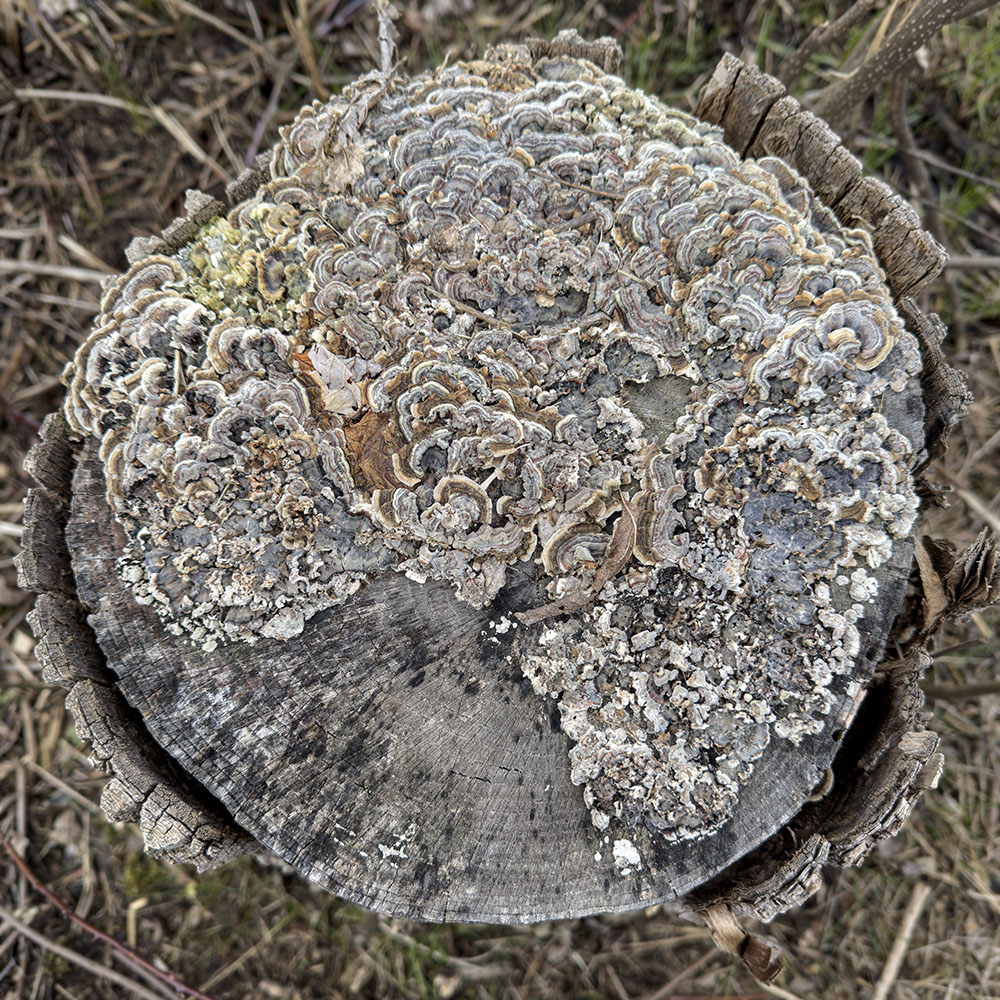 Turkey-tail mushrooms are easily found across the Havenwoods. Even after the fruiting bodies have dropped their spores they often cling to the decaying tree and harden. The colors fade but the iconic striped pattern remains.