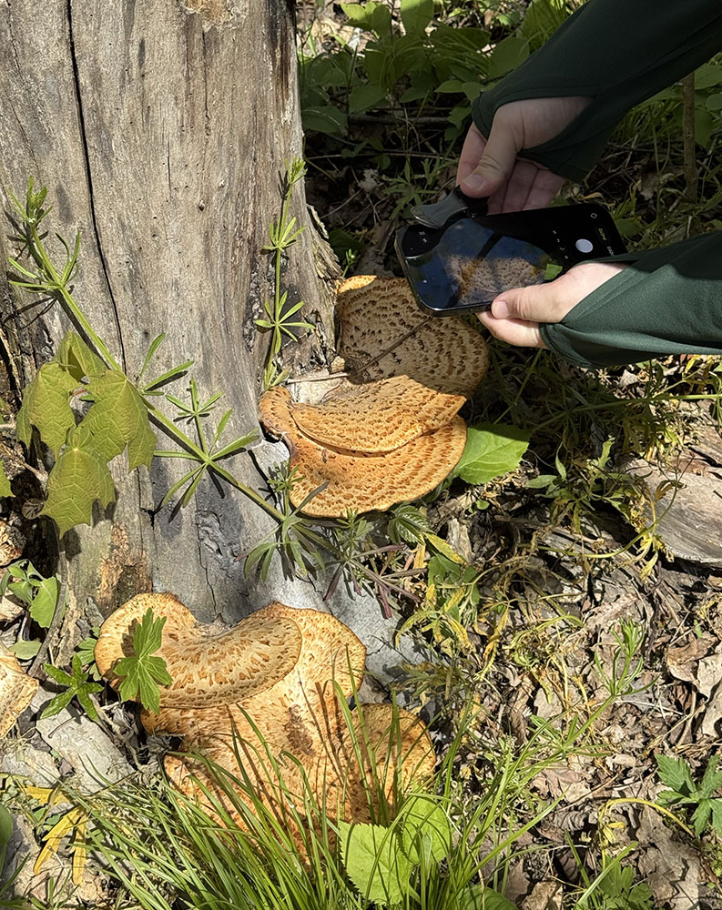 Everything isn't a flower. A colony of large pheasant back mushrooms cling to the trunk of a dead tree.