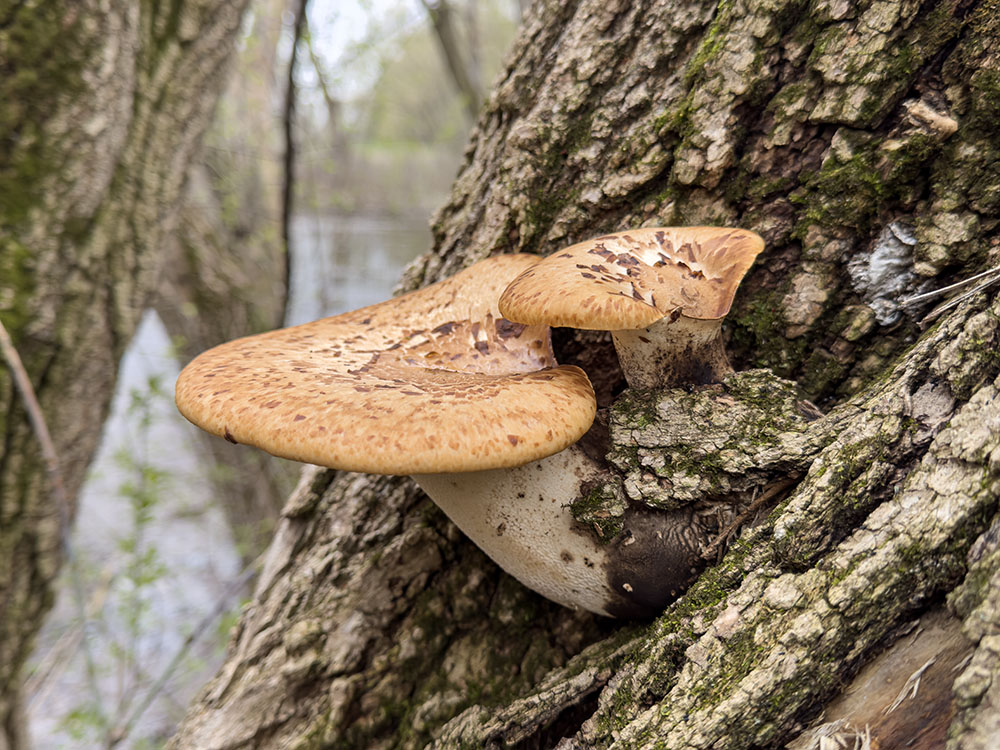 Dryad's Saddle, aka Pheasant Back mushrooms, growing on the trunk of a tree.