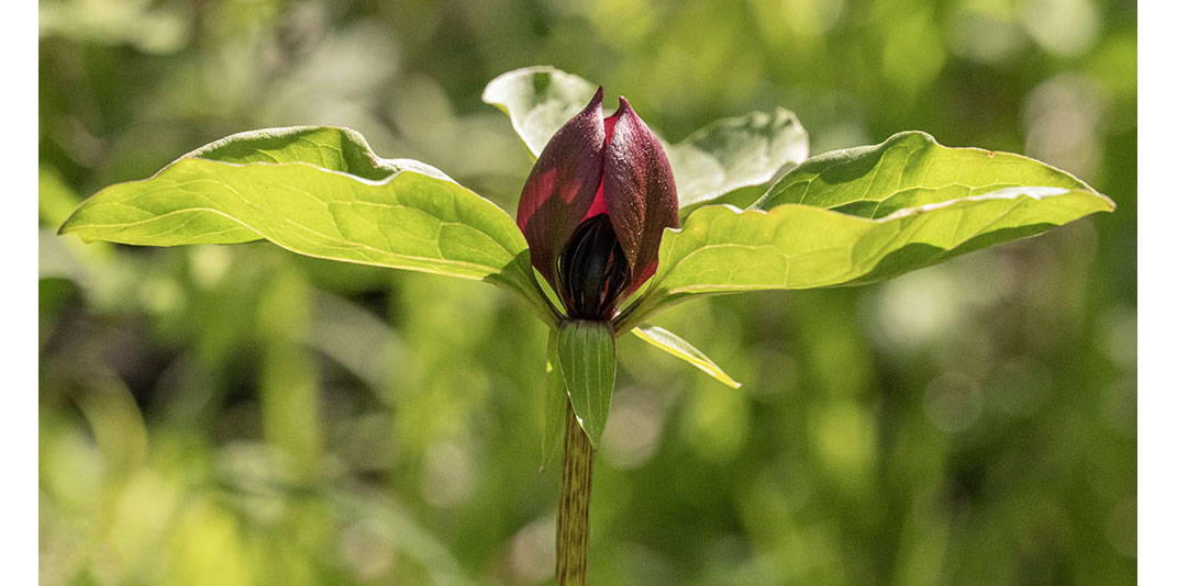 Prairie trillium in bloom