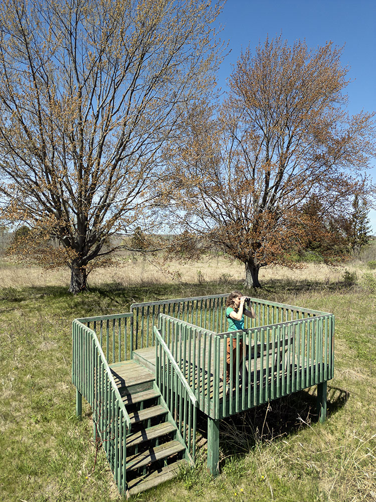 Rebecca on one of the Hawk Watch Towers at Forest Beach Migratory Preserve. 