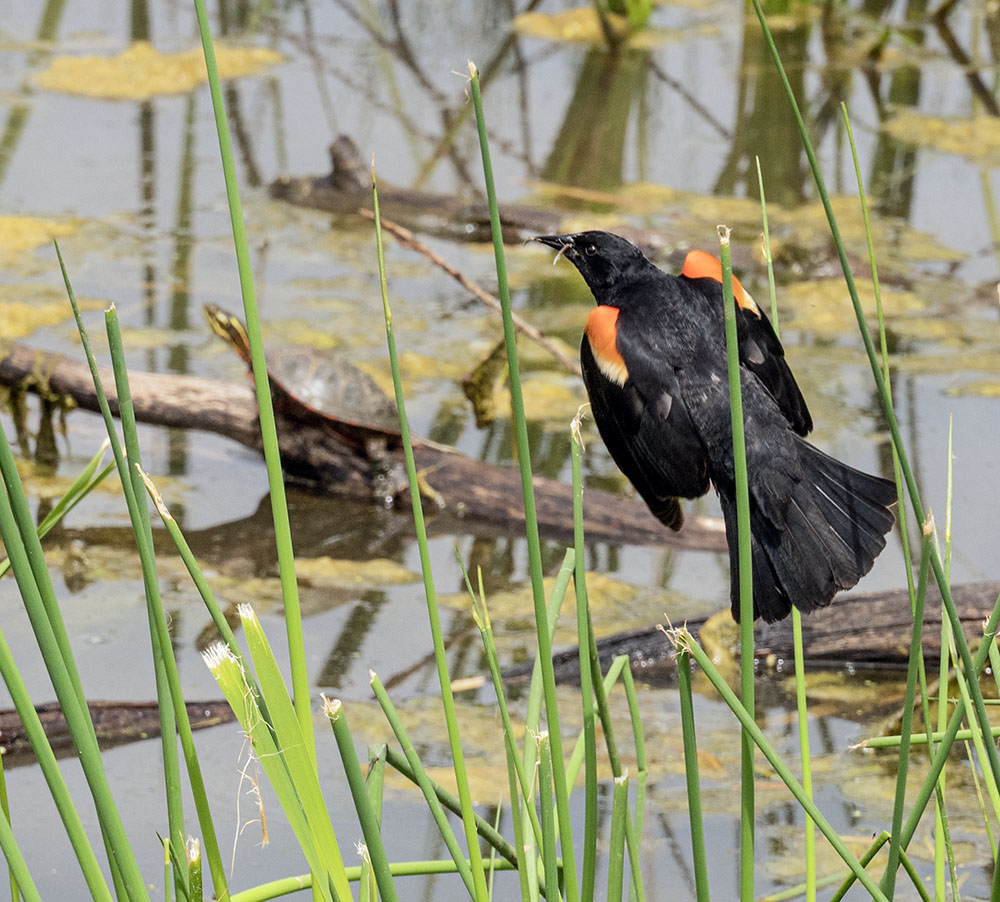 A red-winged blackbird graces the custom-designed pond in Wauwatosa's new Firefly Grove Park. If you look closely you can also spot a painted turtle in the background. Protecting bird habitat benefits many species! 