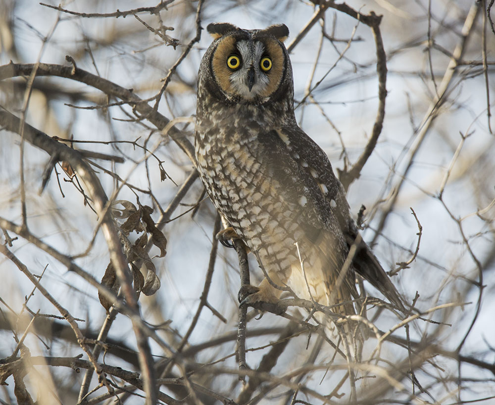 A long-eared owl in Sanctuary Woods, a section of County Grounds Park in the Milwaukee County Grounds. These owls migrate to Wauwatosa in winter from farther north.