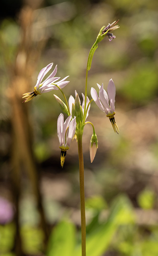 A shooting star in bloom, growing up from the charred earth of the burned area.