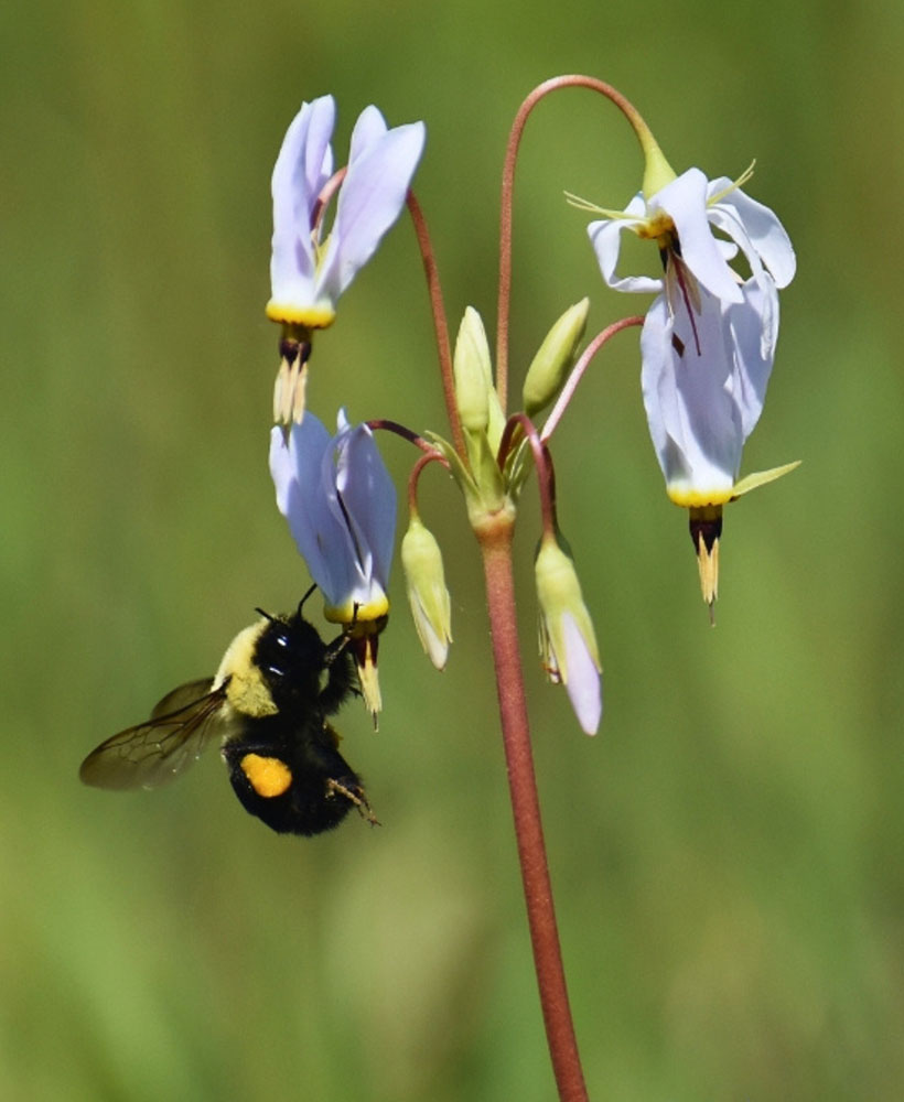 A bumblebee pollinating a shooting star blossom.