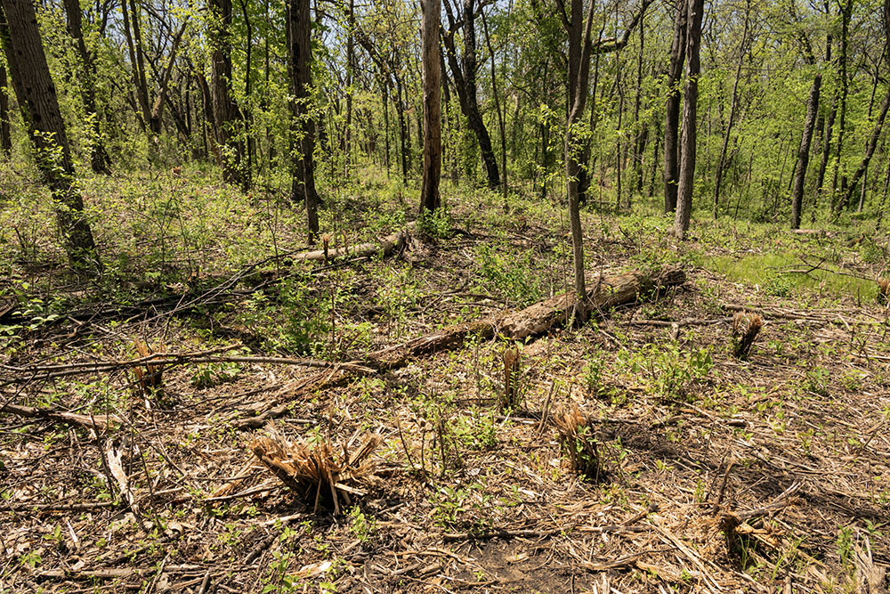 Fire is not effective against established undesirable woody species, such as buckthorn. The splintered trunks in this area indicated the use of another management tool: forest mowing. This is done in places prior to prescribed fire.