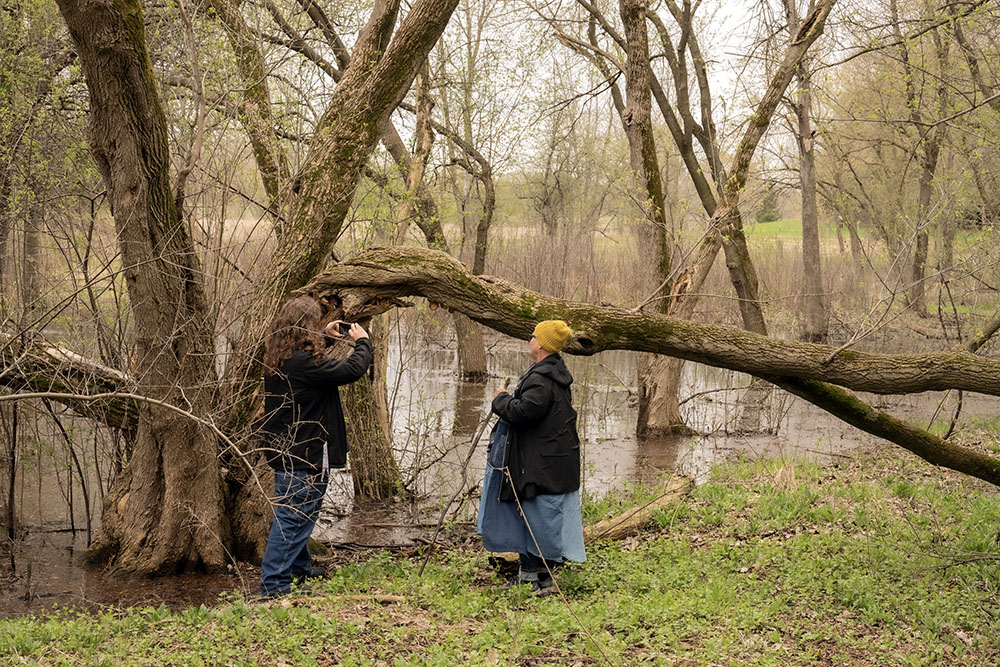 Two hikers inspect pheasant back mushrooms growing on the underside of a broken tree.