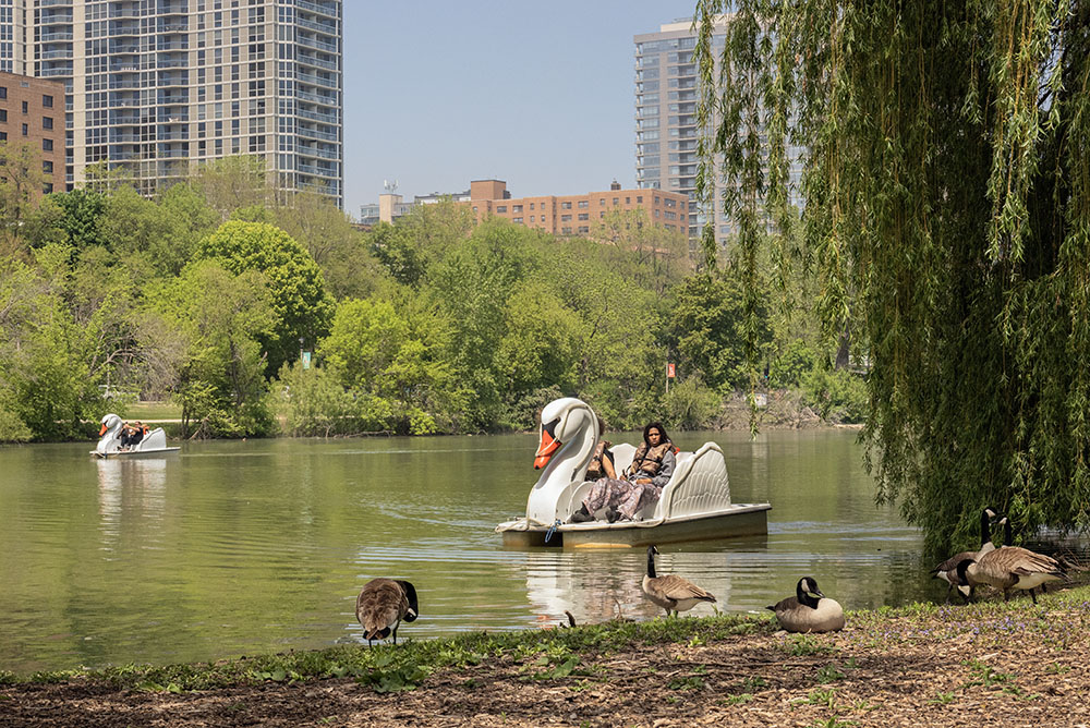Swan boats and living geese.