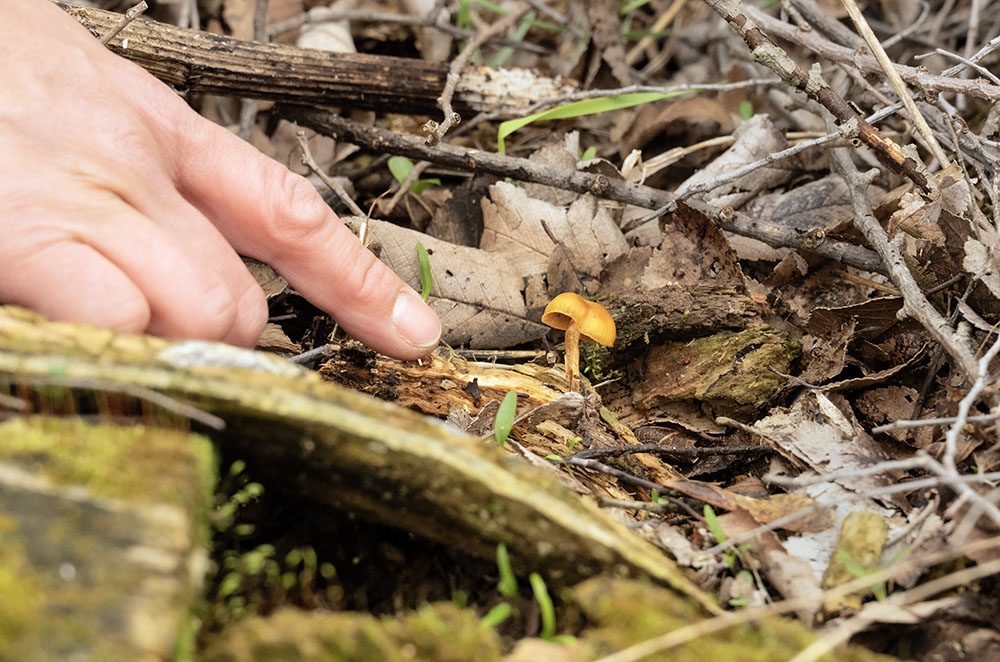 A tiny mushroom growing amongst the forest debris and moss. Using a field guide we determined it to be a species of Hygrocybe, likely Hygrocybe laeta. We identified it based on the season it is fruiting, its appearance, location, and habitat. There are many factors to consider when identifying mushrooms.