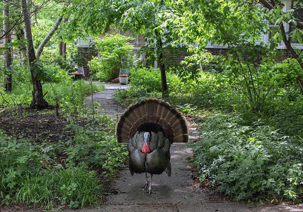 A Tom turkey struts through one of the residential properties certified by the National Wildlife Federation, an effort promoted by Tosa Wildlife Habitat. Certified properties replace some or all traditional grass lawn with native plantings, among other criteria.