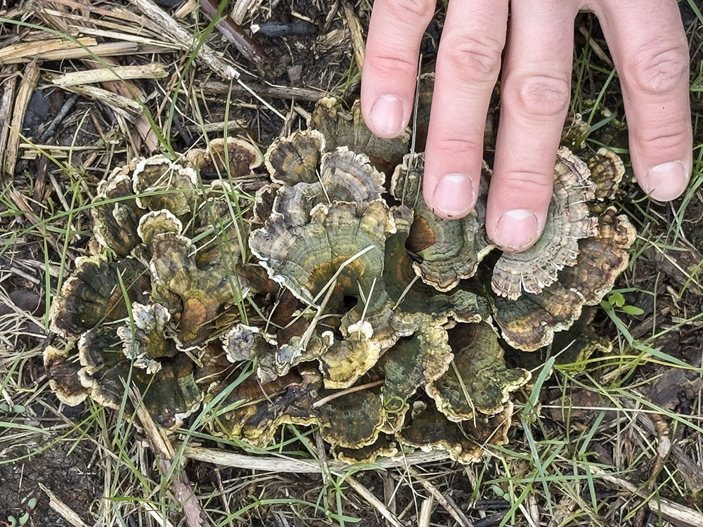 This small patch of Turkey-tails was uncharacteristically found on the ground, likely growing on a tree root near the surface.