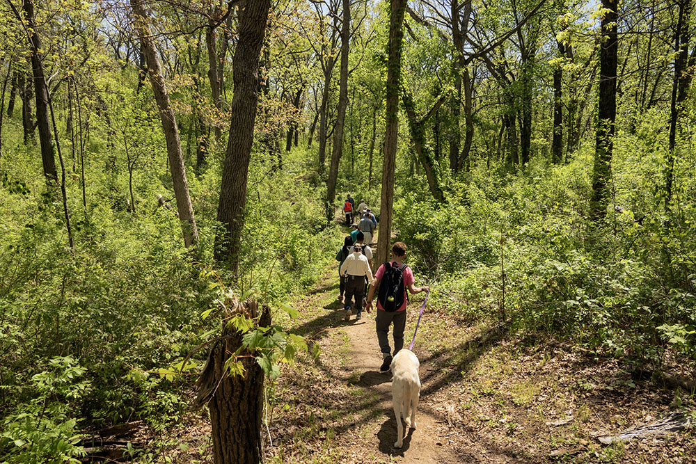 Walking through the lush undergrowth in an unburned section of the forest. Some of the lushness is undesirable species, which close in what should be a more open understory.