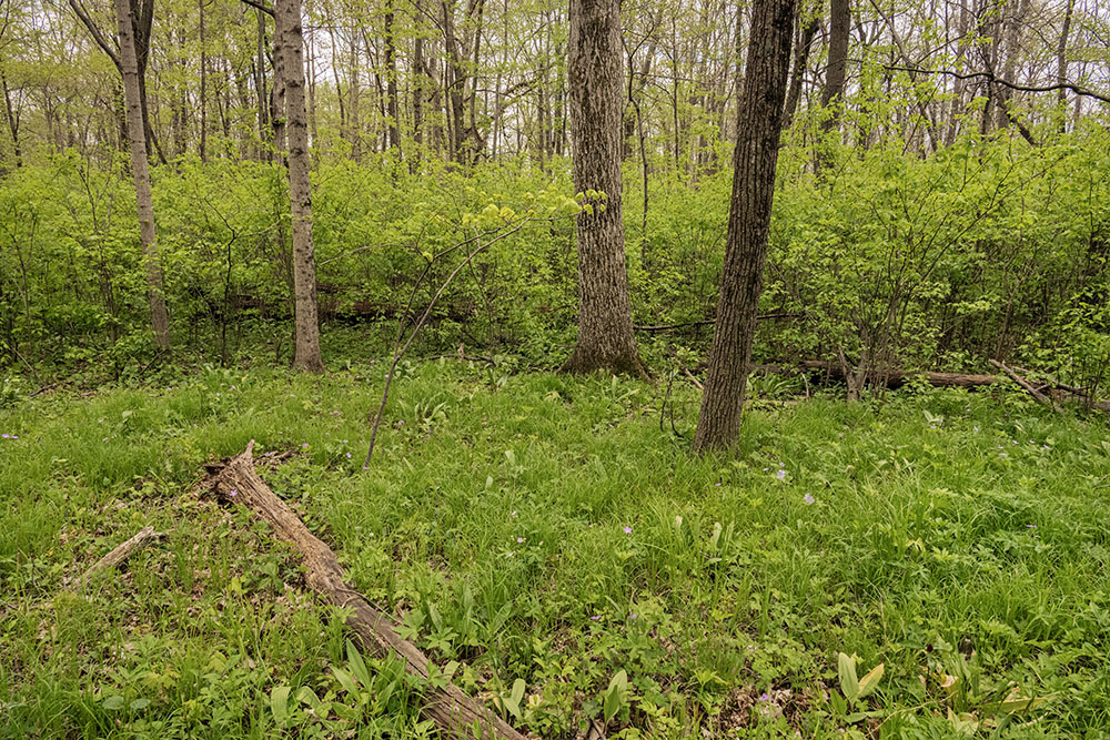 The mass of undergrowth in the background isn't buckthorn, but an "aggressive native" species, prickly ash.