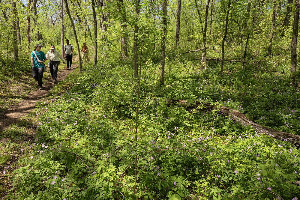 A large patch of wild geraniums indicate a healthy recovery of ground cover following a controlled burn.