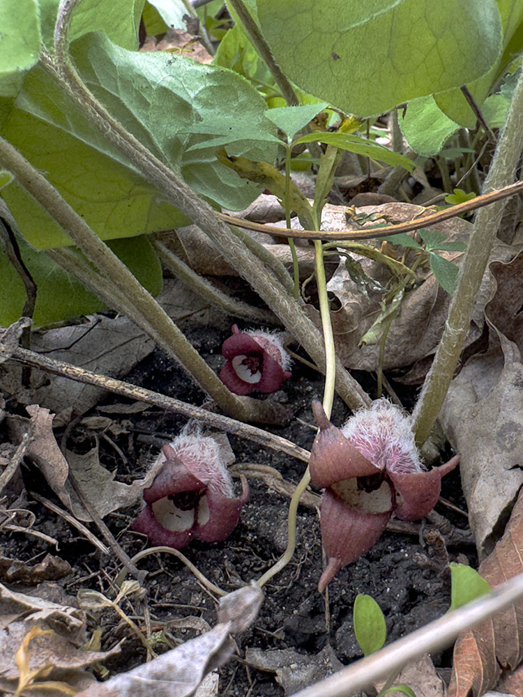 The wild ginger blossoms remain invisible until you lift up the leaves.