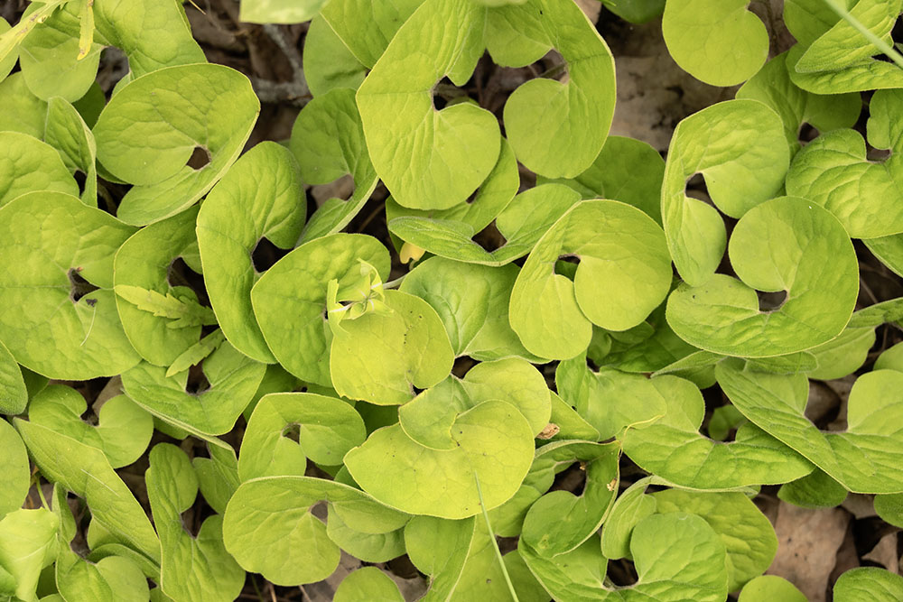 The curlicue patterns of ground-hugging wild ginger leaves, common in the woods and the region.