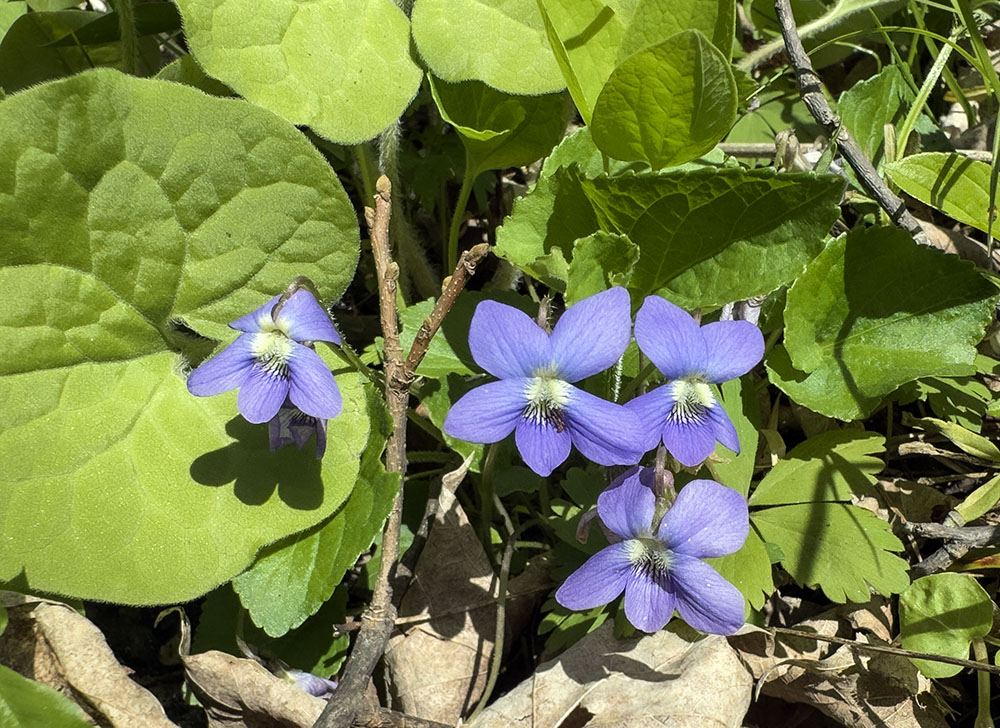 Wood violets, the Wisconsin state flower.