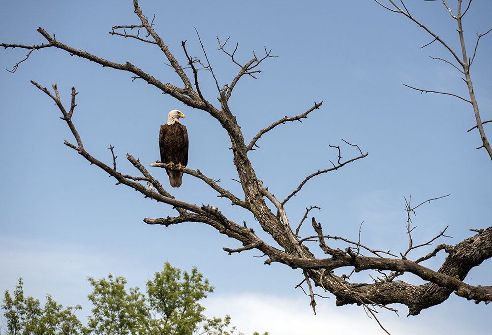 A bald eagle finds a perch in the remotest corner of Milwaukee County.