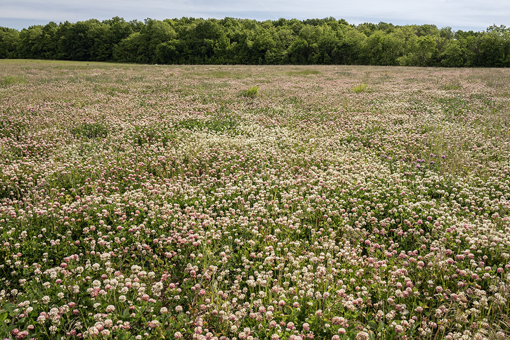 Large portions of the sixty-acre field being restored to prairie are currently dominated by clover, seen in full bloom.