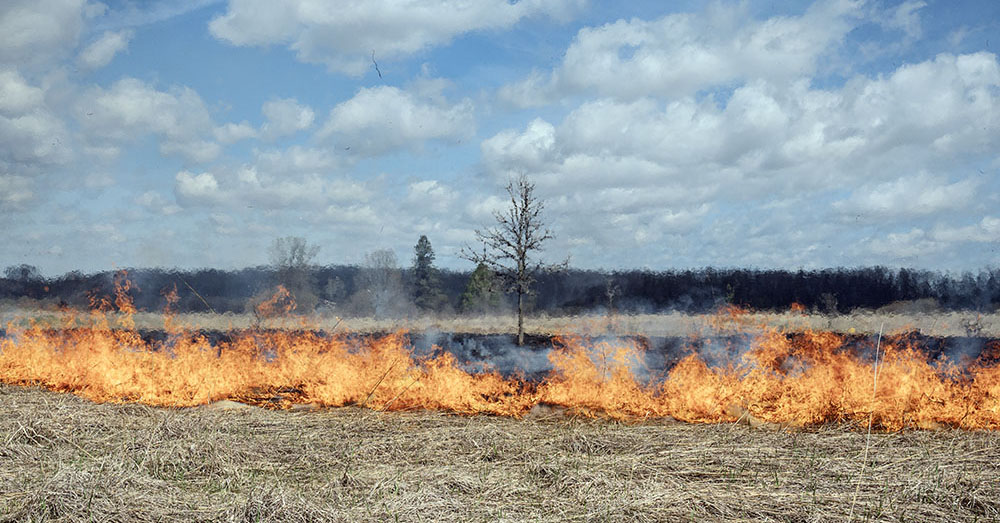 A prescribed burn at Fellenz Woods