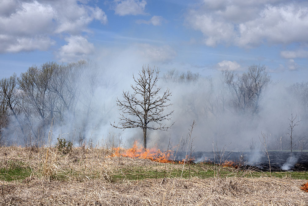 Established trees are unharmed by the controlled fire.