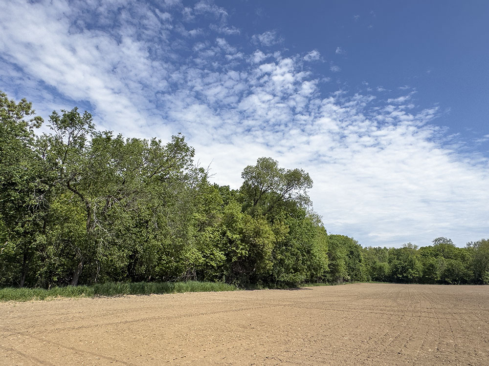 The edge of the forest appears to bulge outward as if straining against an invisible force.