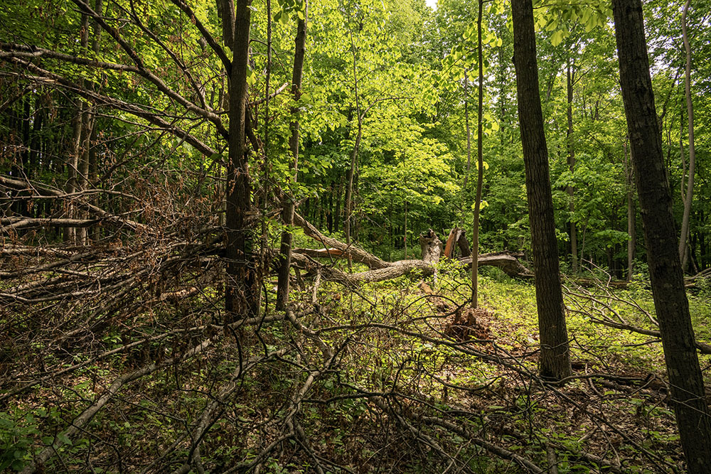 A new opening in the forest where a giant has fallen.