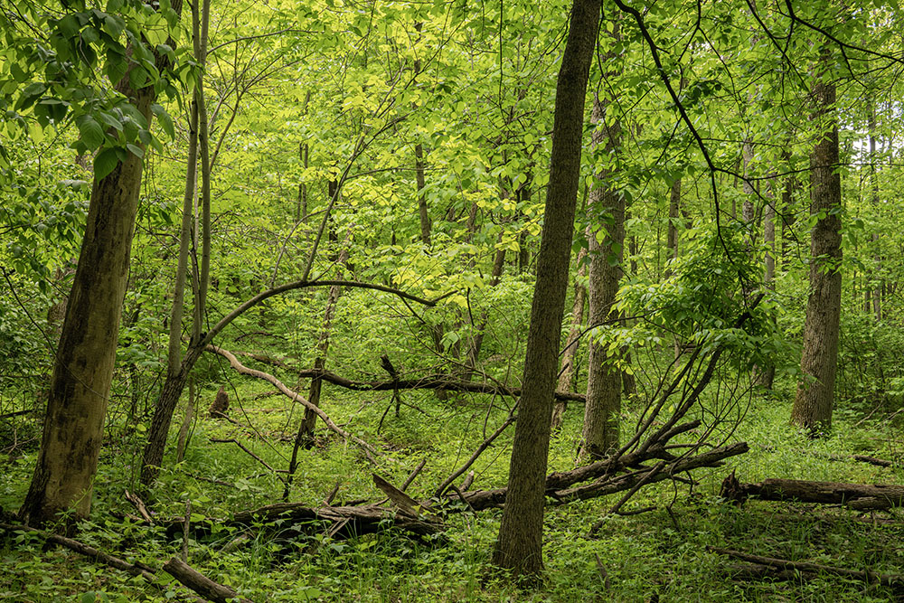 The forest is primeval in appearance as I enter from the road.