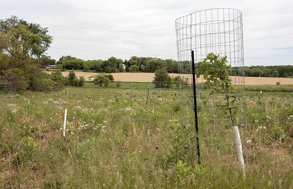 A fallow field being restored to woodland with a variety of native tree species. In the background is a field still being cultivated. 