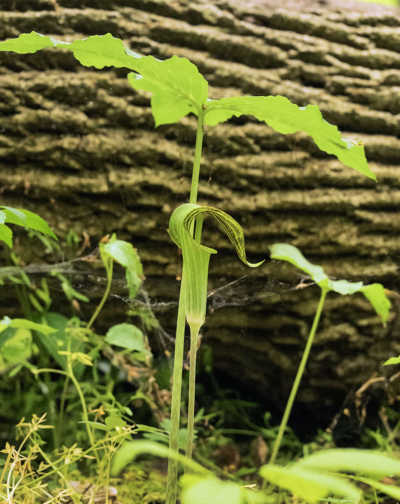 Jack in the pulpit in bloom.