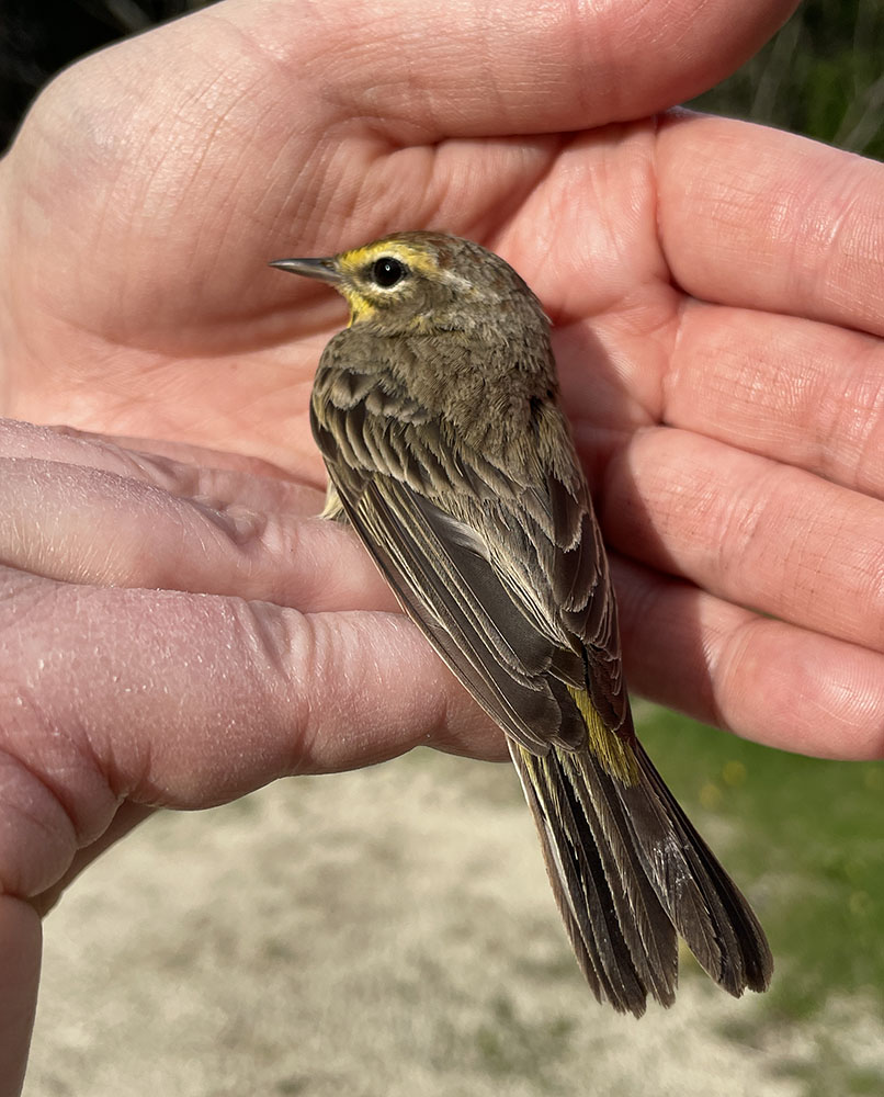 Palmer Warbler, right before release after a routine bird banding event.
May 2026
