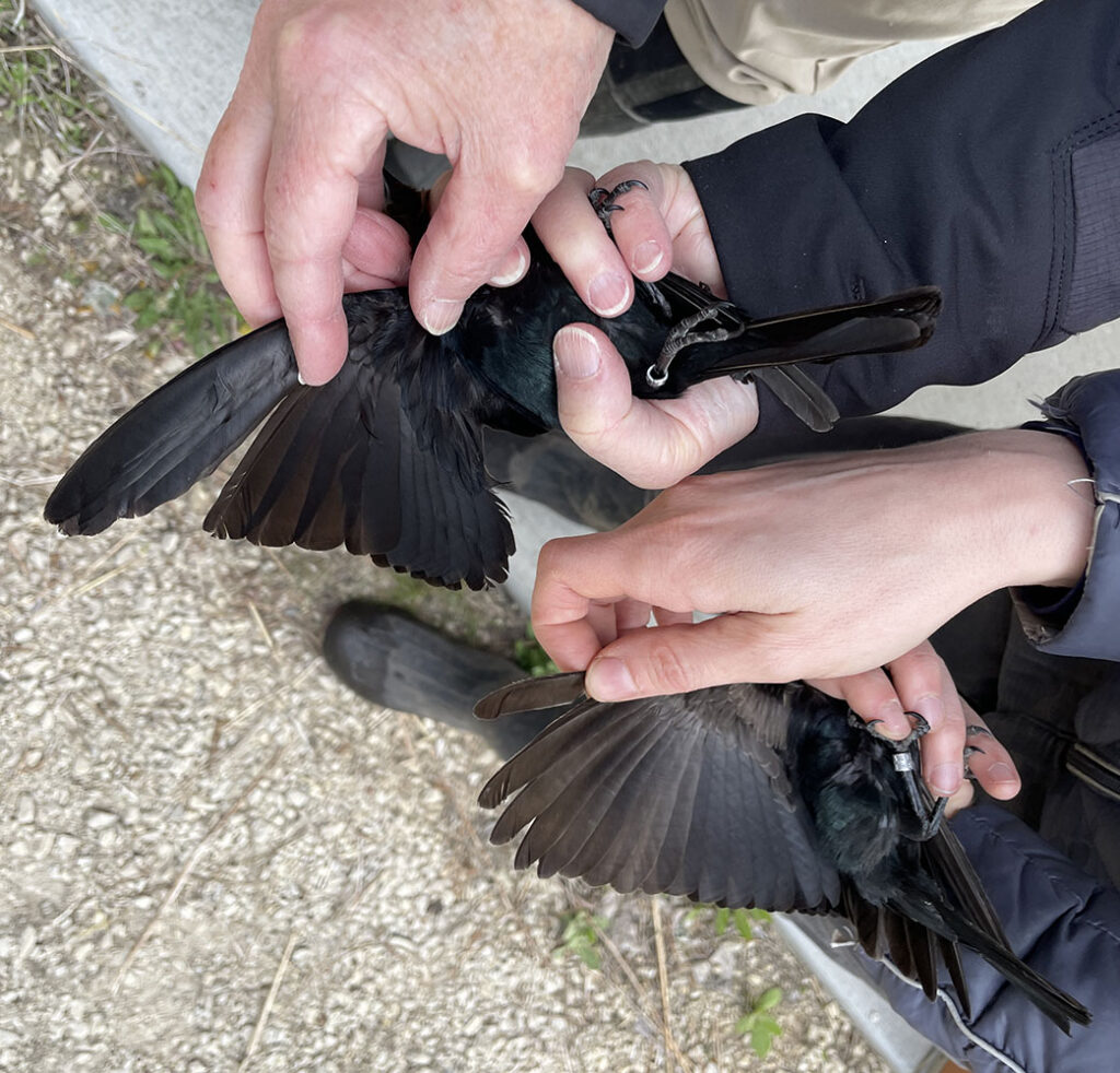 Two cowbirds, distinct differences between their wings. Taken during a bird banding event at Riveredge. May 2026