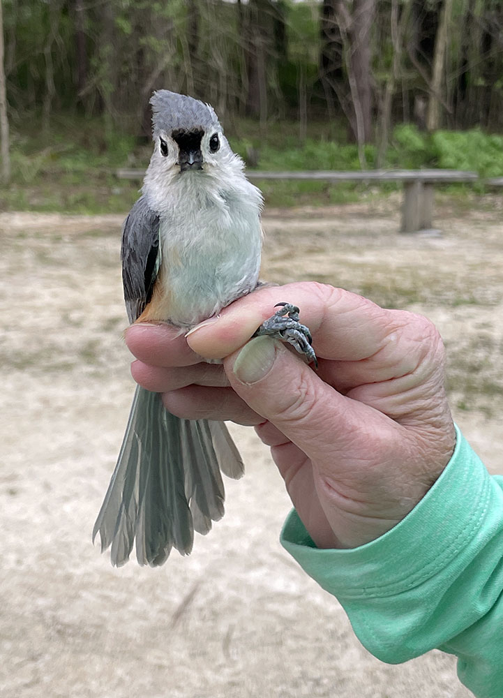 Tufted titmouse, right before release after a routine bird banding event.
May 2026
