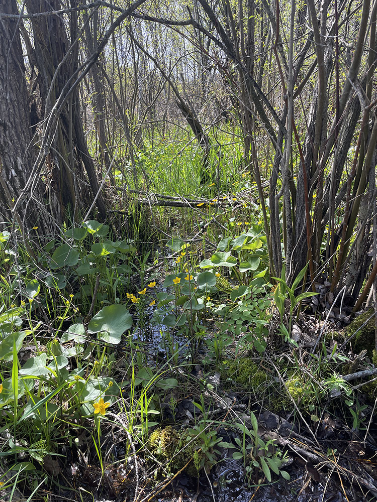 Swamp marigolds and skunk cabbage in the undergrowth. Blurring the lines between woods and wetlands. May 2026
