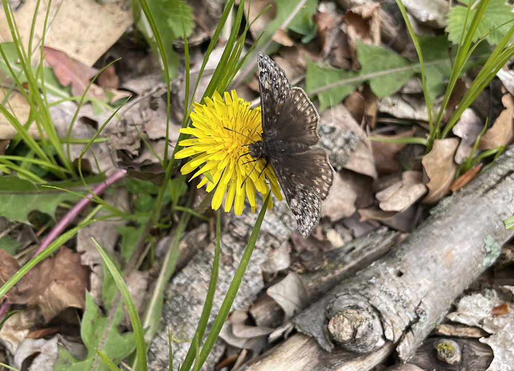 A Juvenal's duskywing butterfly landing on a dandelion. May 2026