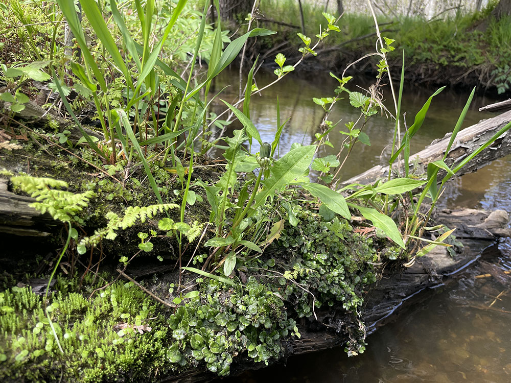 A fallen rotten log lying across the creek, covered by new plant growth. May 2026