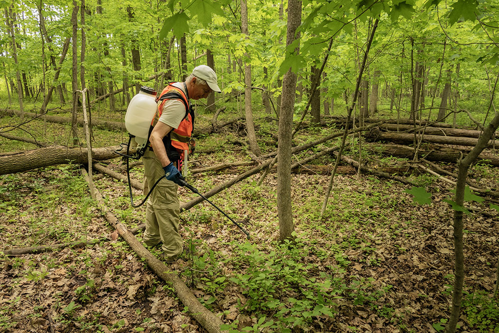 Trained and authorized to use a sprayer, Ken has been taking care of this forest as a volunteer for thirty years.