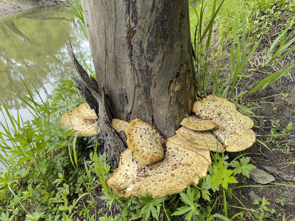 Large pheasant-back mushrooms cling to the base of a dead tree next to the river.