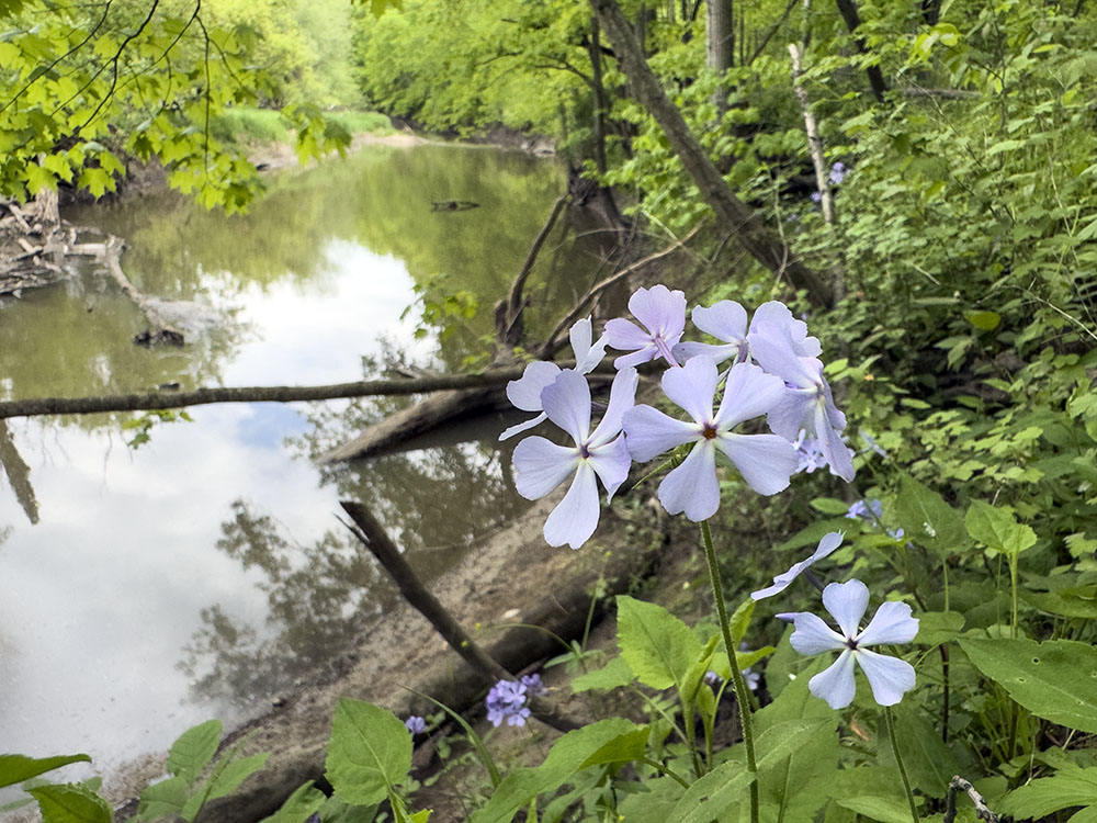 A patch of native phlox on the riverbank.