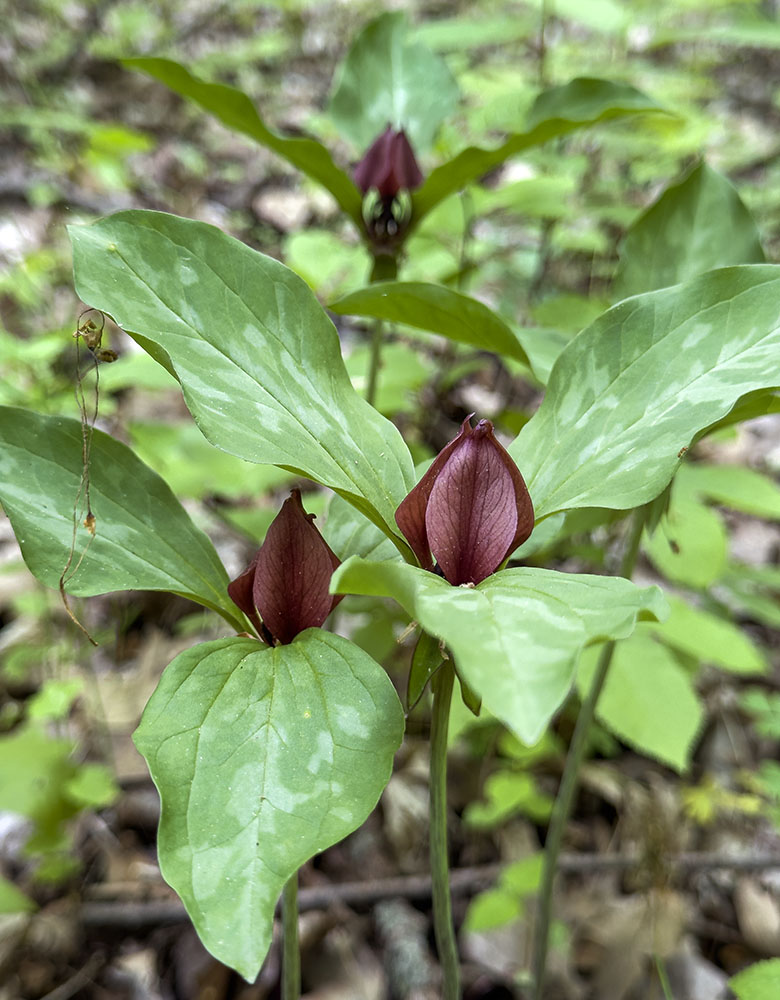 A trio of red trillium blossoms.