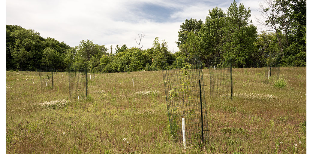 Newly planted trees will restore this former farm field into woodland