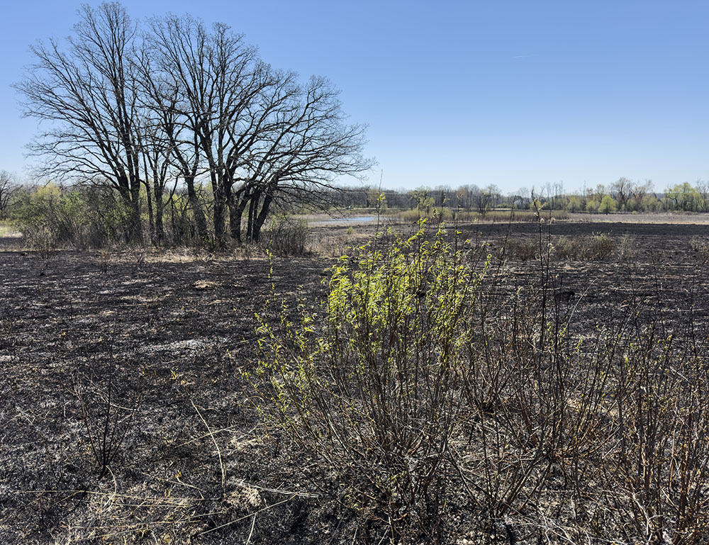 Fire-resistant shrubs and trees remain green after the burn. 