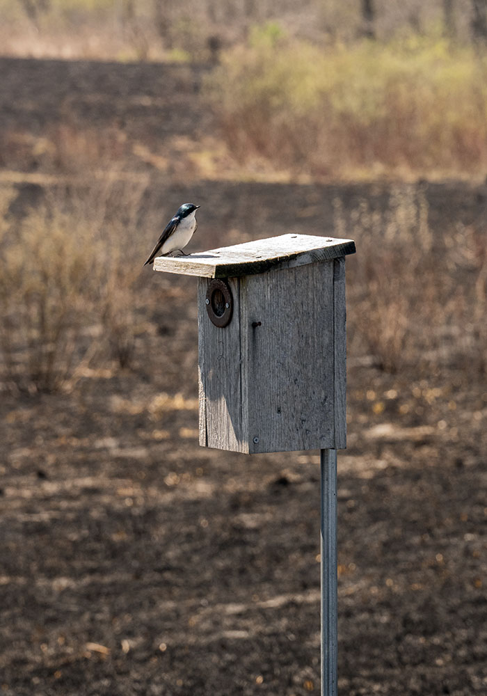 Tree swallow on nest box after the burn.