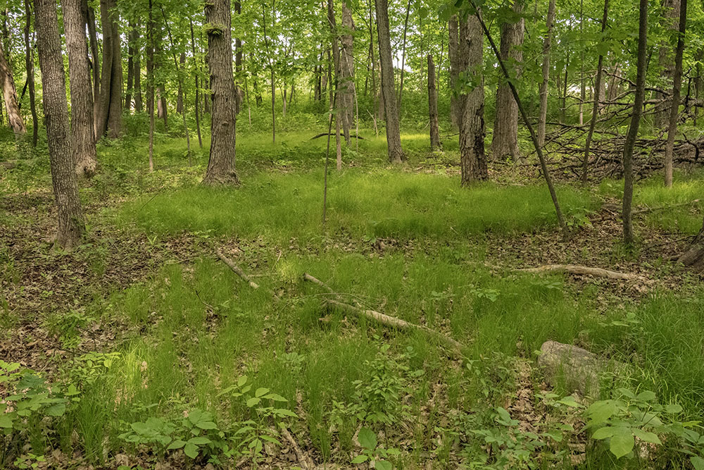 A sedge meadow in open woodland.